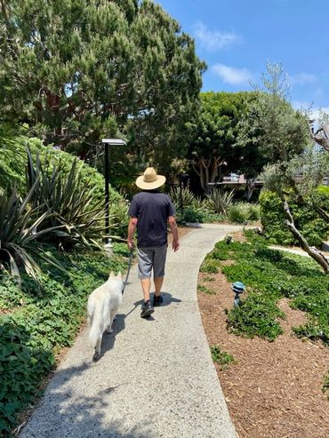 Mitchel wearing Hurley straw hat leading white German shepherd