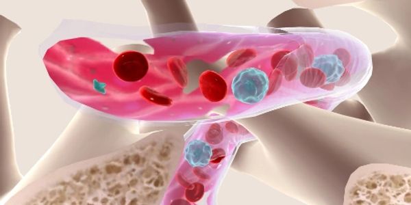 3D illustration of blood vessels with red and white blood cells.