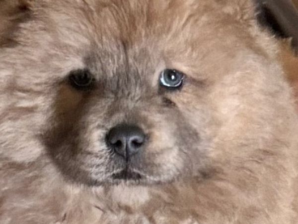 Cinnamon Chow Puppy, AKC Chow Chow Puppy, 
