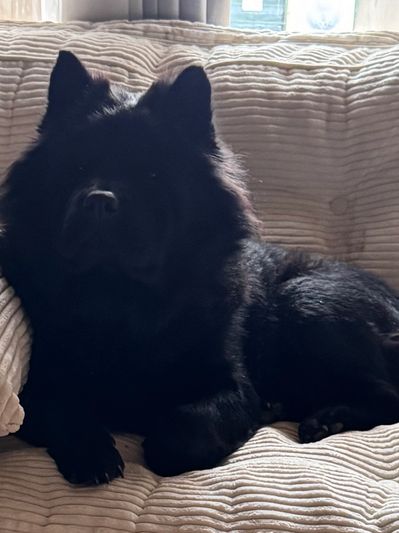 Black Chow Chow, Champion Bloodline, AKC Chow Chow