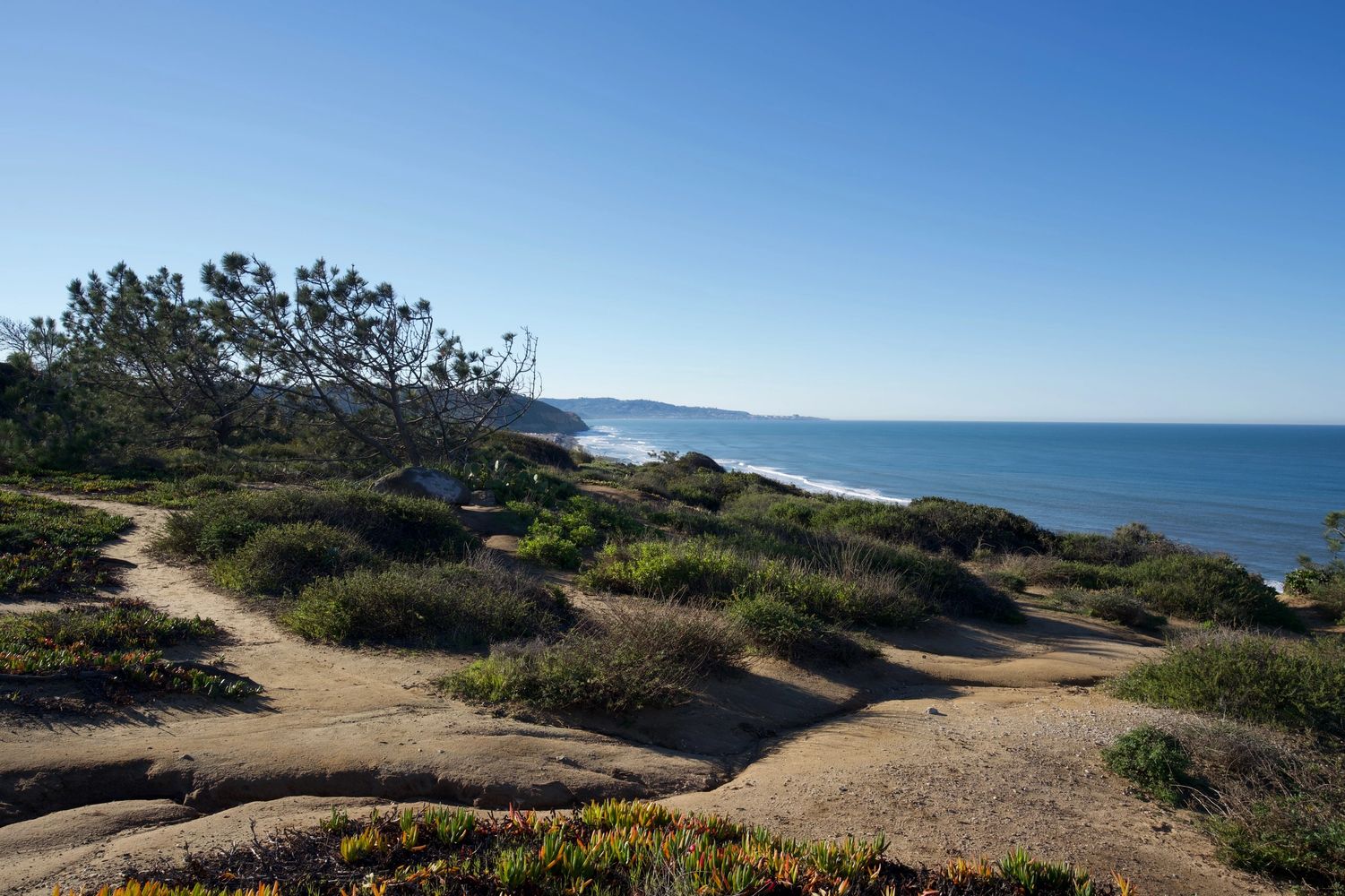 Native Plants along the bluffs of Del Mar near Anderson Canyon being restored by Native Del Mar
