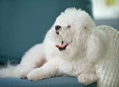 An adorable Bolognese dog yawning.
