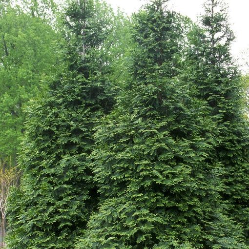 15 Gallon Green Giant Arborvitae