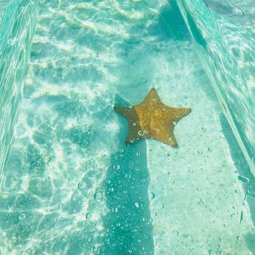 Starfish viewed through one of our Crystal Clear Kayaks!