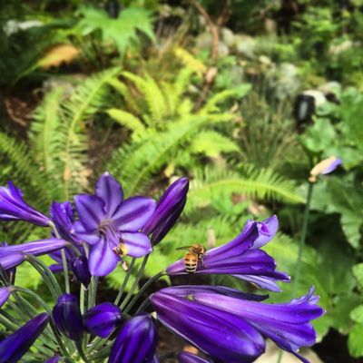 Wisteria floribunda 'Royal Purple' - Devil Mountain Wholesale Nursery