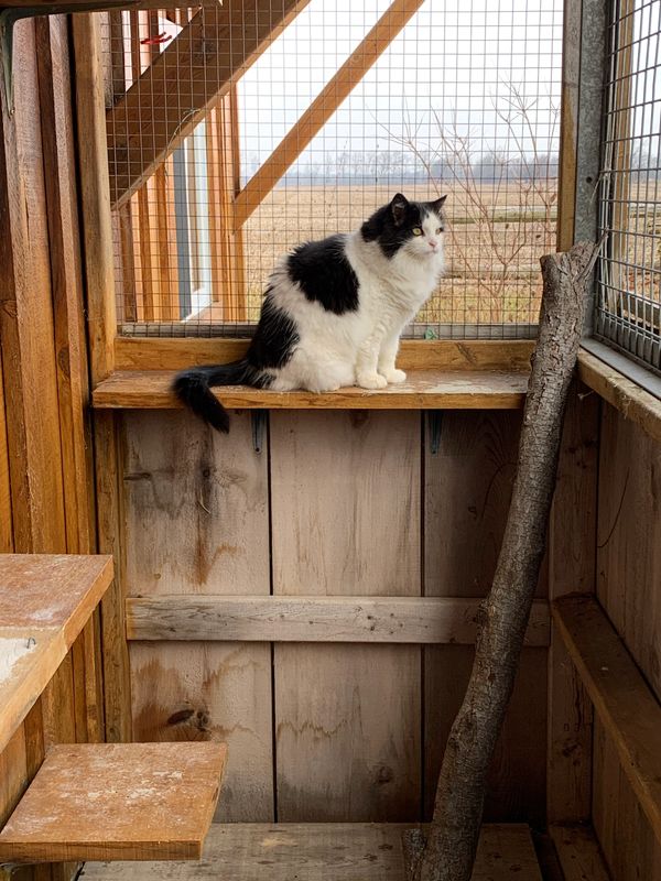 Croft dog cage 2025