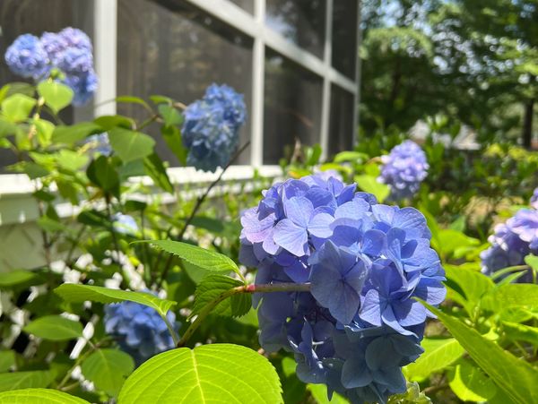 Songbird cottage, a 90-day rental option, has a screen porch surrounded by cottage style flower beds.