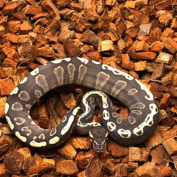 Bilby S Ball Room Breeder Ball Pythons Feeder Rats