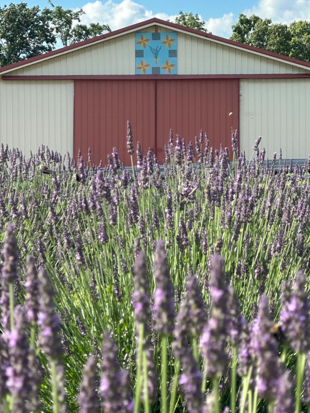 Lavender is in bloom and ready for harvesting, set against the backdrop of a barn quilt.