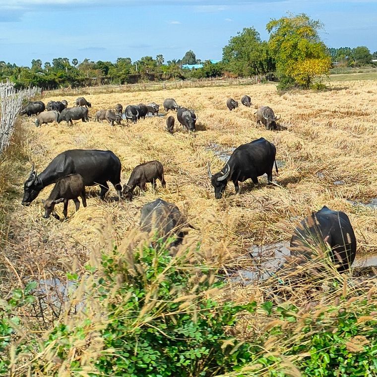 Buffaloes grazing in a vast rural field under a partly cloudy sky.
