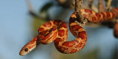 A red and orange patterned snake coiled on a tree branch.