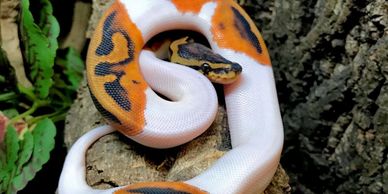 A colorful ball python coiled on a tree branch.
