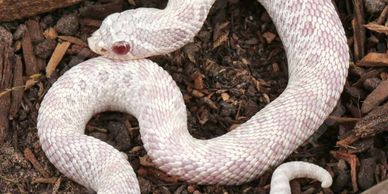 A white albino snake with red eyes coiled on wood chips.