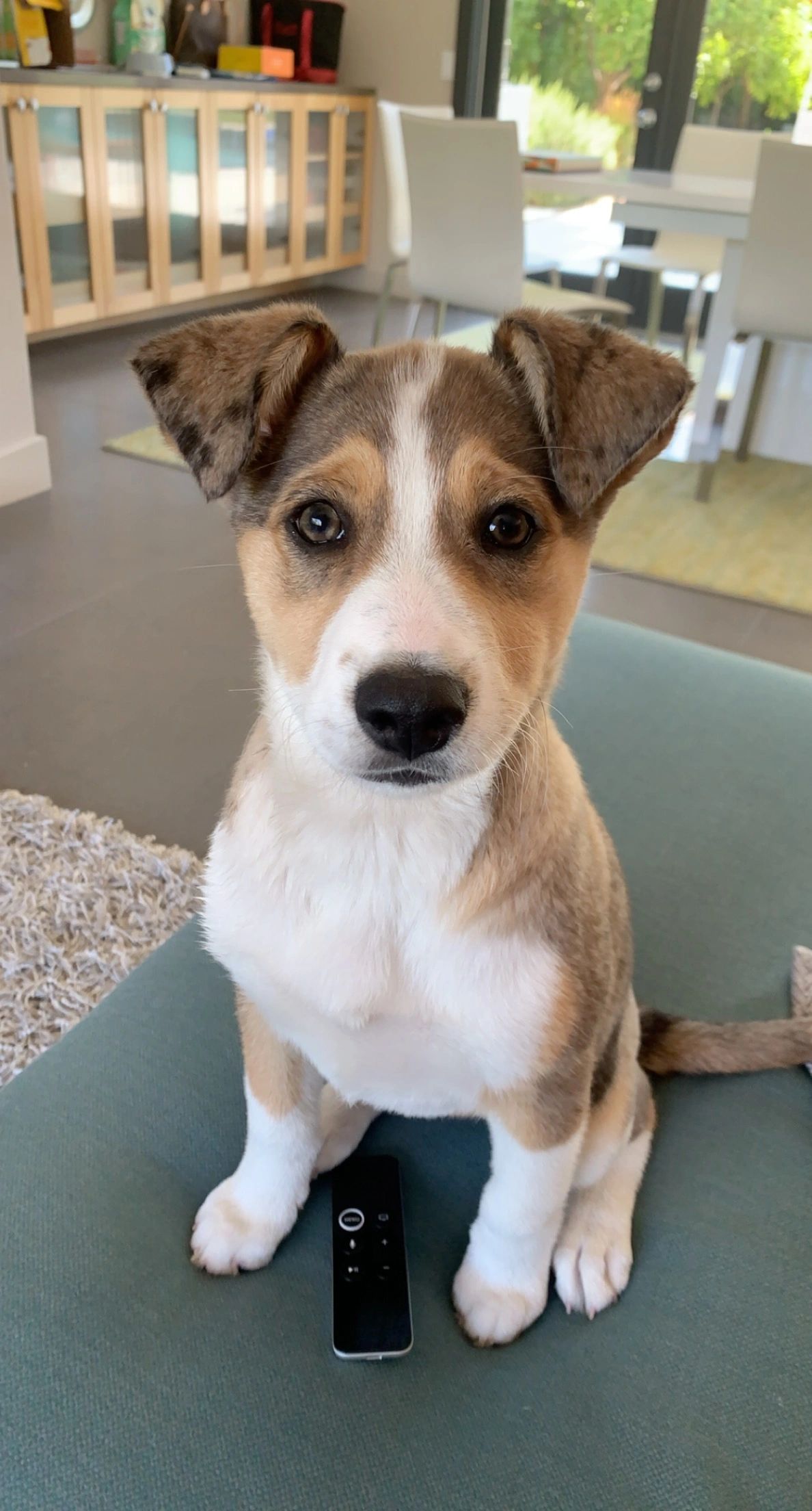 Can Prunes Hurt Dogs