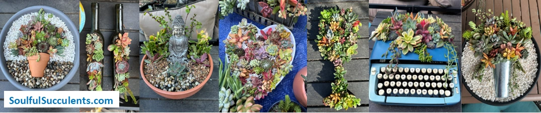 Succulent gift designs by SoulfulSucculents.com. 