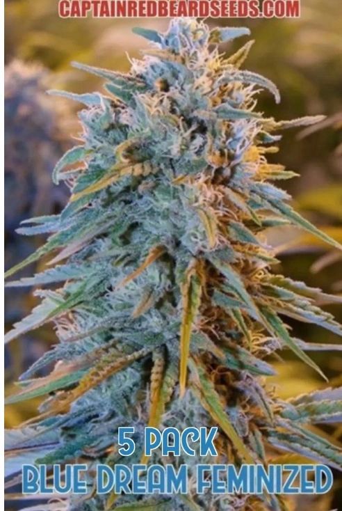 Blue Dream
