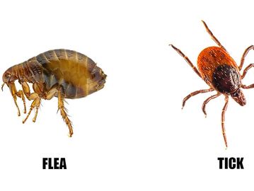 Close-up images of a flea and a tick side by side with labels.