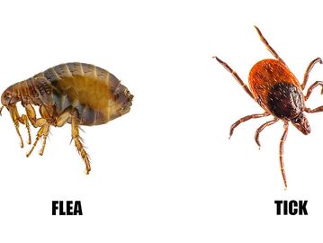 Close-up images of a flea and a tick side by side with labels.