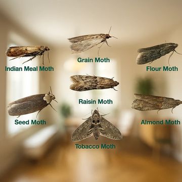 Different types of moths labeled against a blurred indoor background.