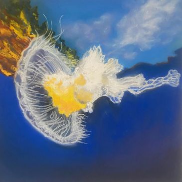 Fried egg jellyfish, Kona Shen