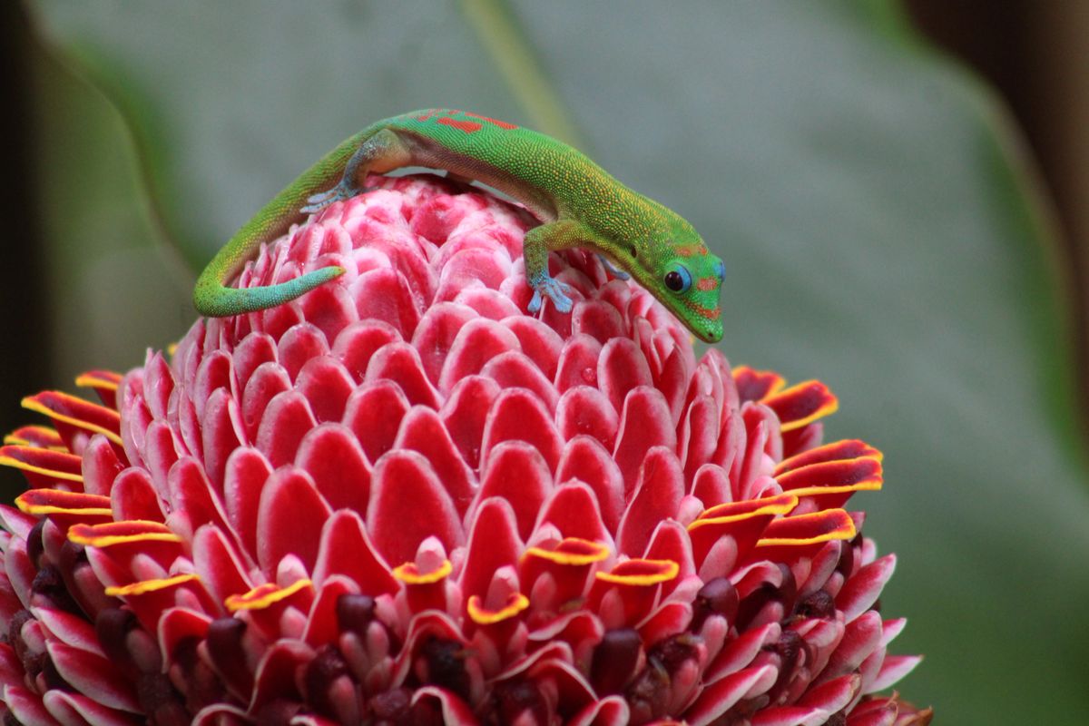 Hawaiian Gecko