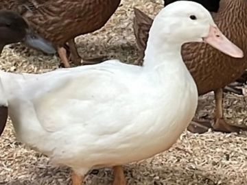 A white duck standing on wood shavings with brown ducks in the background.