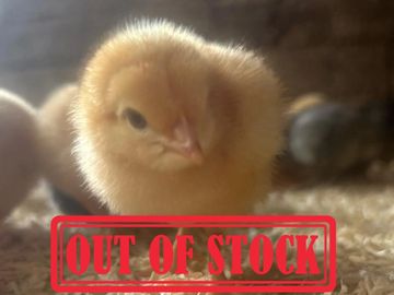 A fluffy yellow chick with an 'OUT OF STOCK' stamp over it.