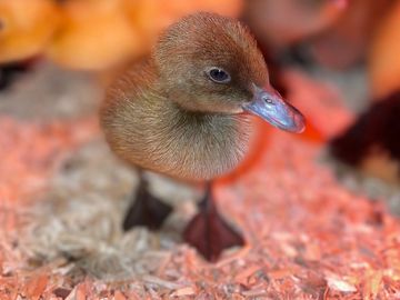 Close-up of a fluffy duckling standing on wood shavings under warm light.