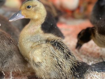 A close-up of a yellow and black duckling among other ducklings.