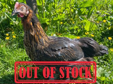 A brown chicken standing on green grass with an 'OUT OF STOCK' label.