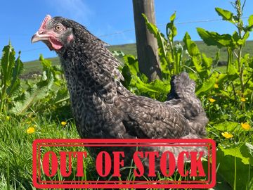A black speckled chicken outdoors with an 'OUT OF STOCK' label.