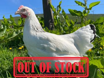 White chicken standing on grass with an 'Out of Stock' stamp.