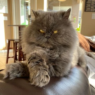 Grey Persian Cat at PetSitterWendy.com home