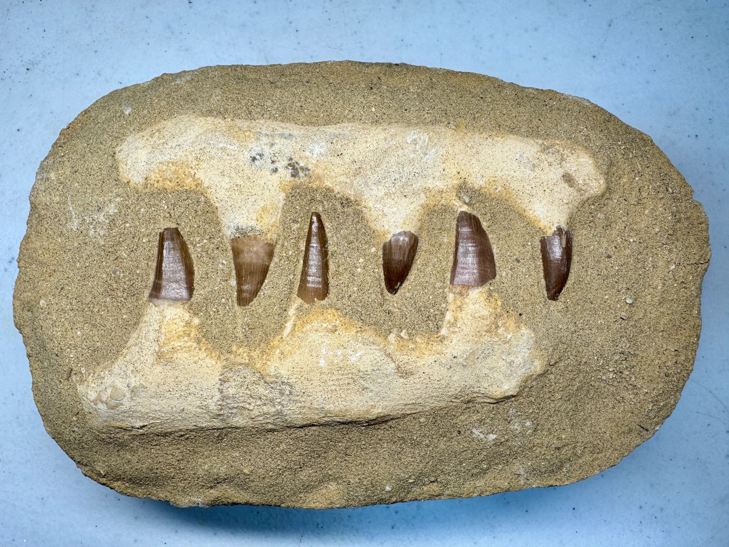 Mosasaurus Teeth Set in Matrix with Reconstructed Jaw- Display Specimen