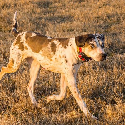 A spotted dog walking cautiously on dry grass.