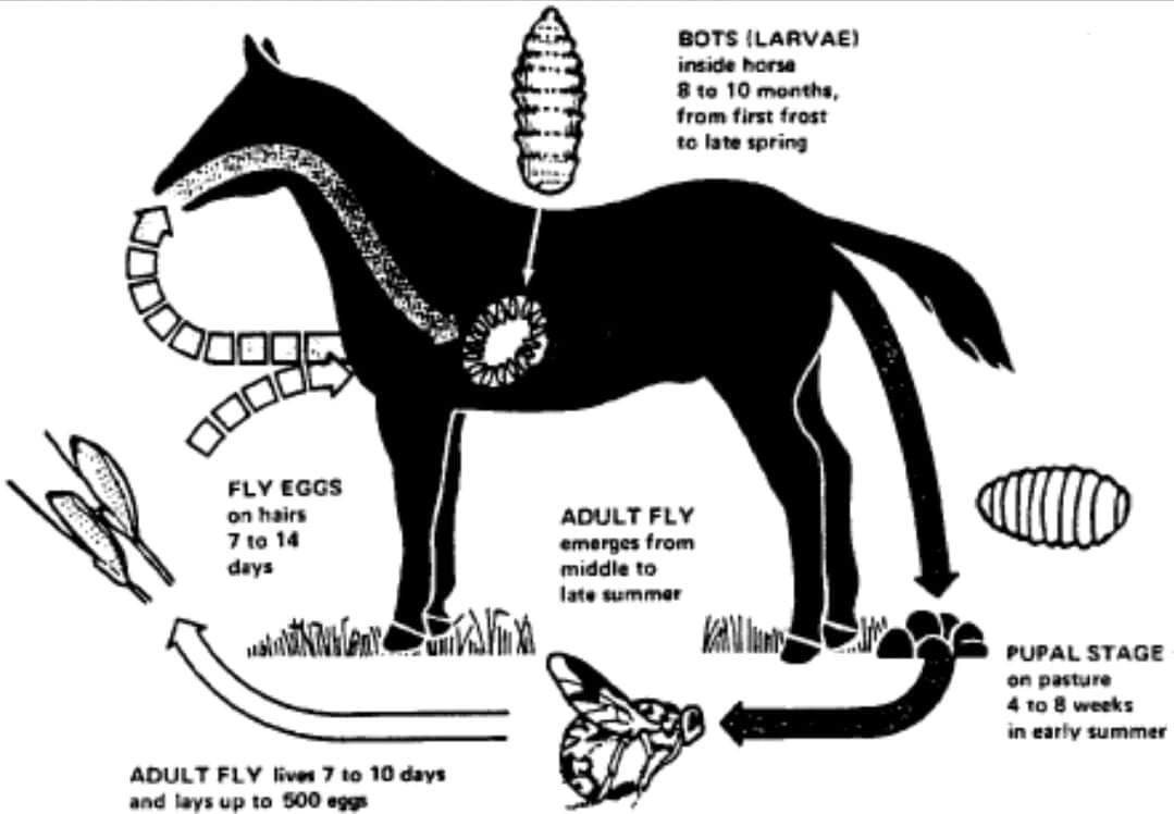 Life cycle of Bots