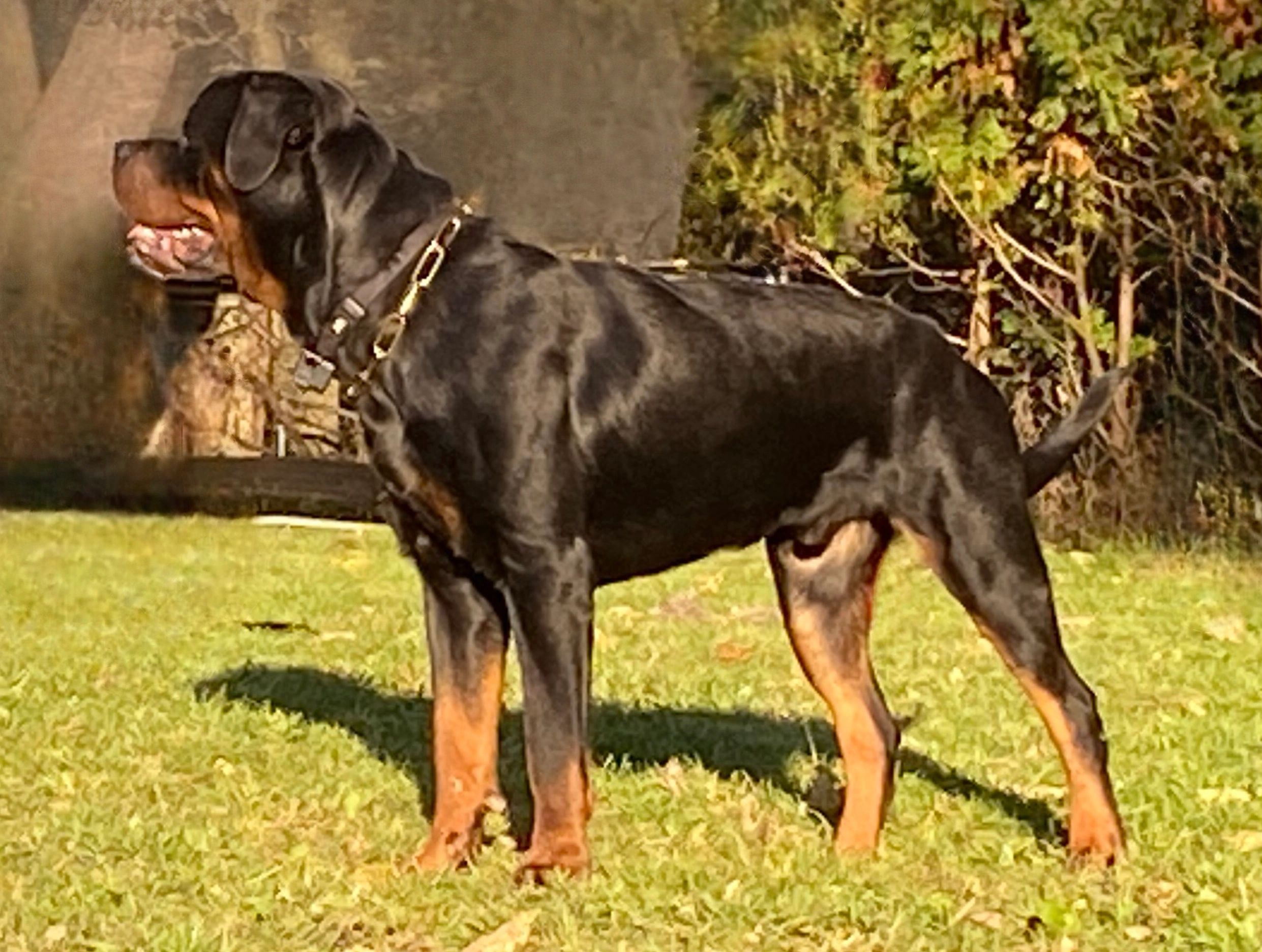 Our Rottweiler Stud - Judah Boy