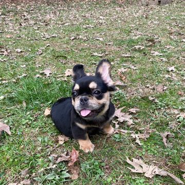 10 1/2 lbs at 5 months!  Gonna be small!