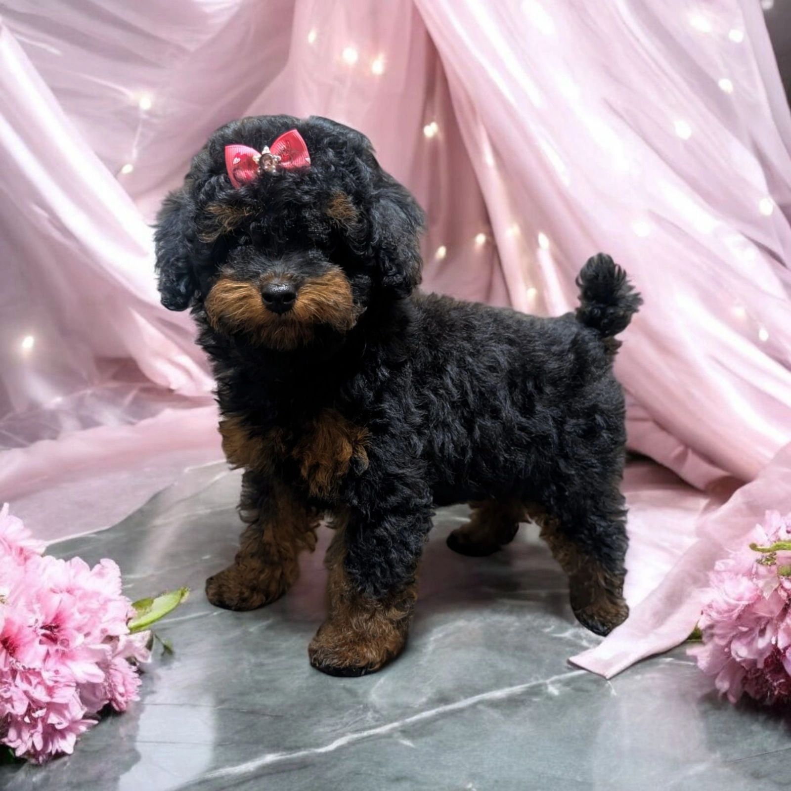 Looking Sharp Dog Grooming