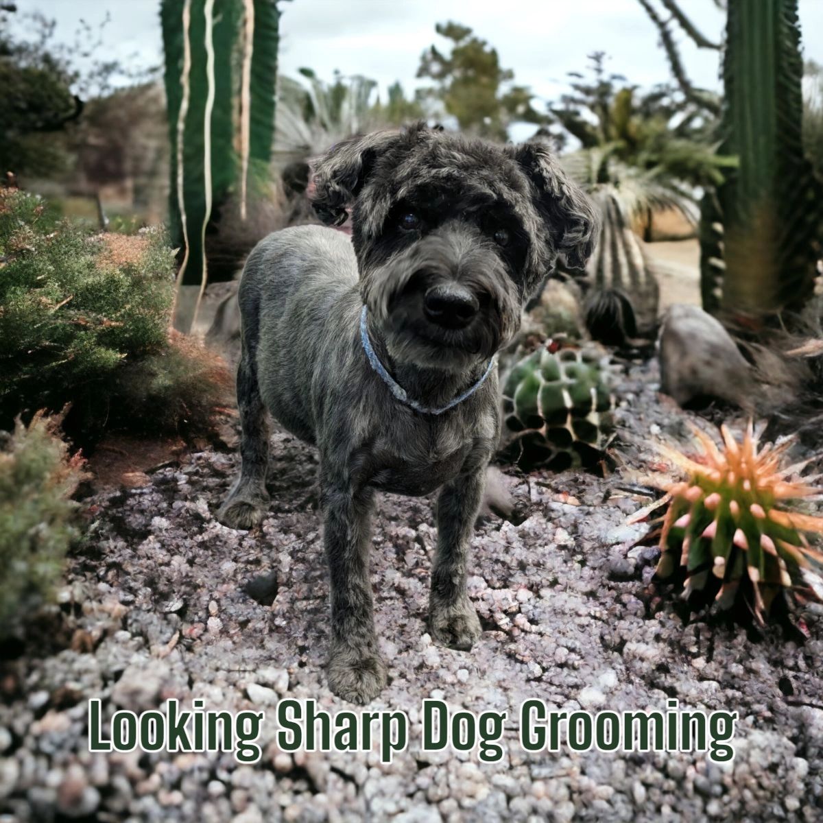 Looking Sharp Dog Grooming Dog Grooming Mesa, Arizona
