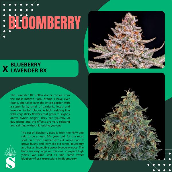 Bloomberry