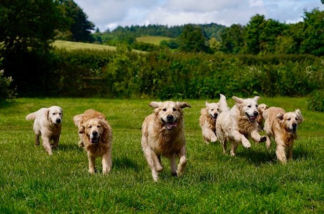 golden retriever farm dogs
