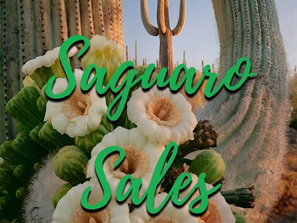 Saguaro cactus with flowers and "Saguaro Sales" text overlay.