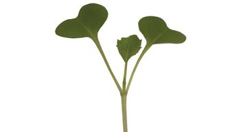 Healthy, fresh and nutrient rich Broccoli Microgreens