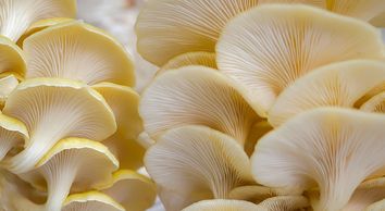 Locally grown Golden Oyster Mushrooms