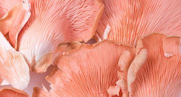 Delicious Pink Oyster Mushrooms