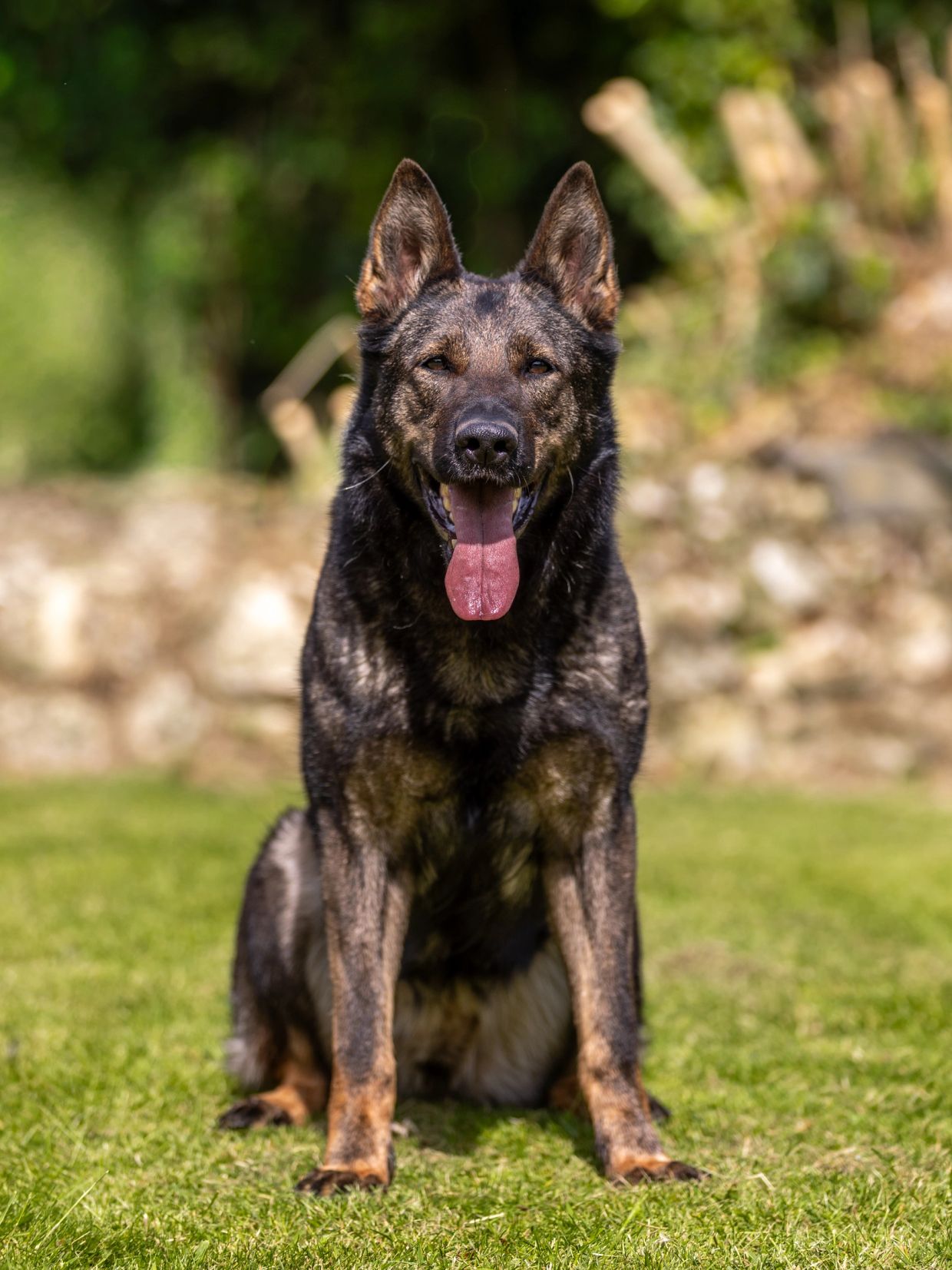 Brindle German Shepherd sitting with tongue out.