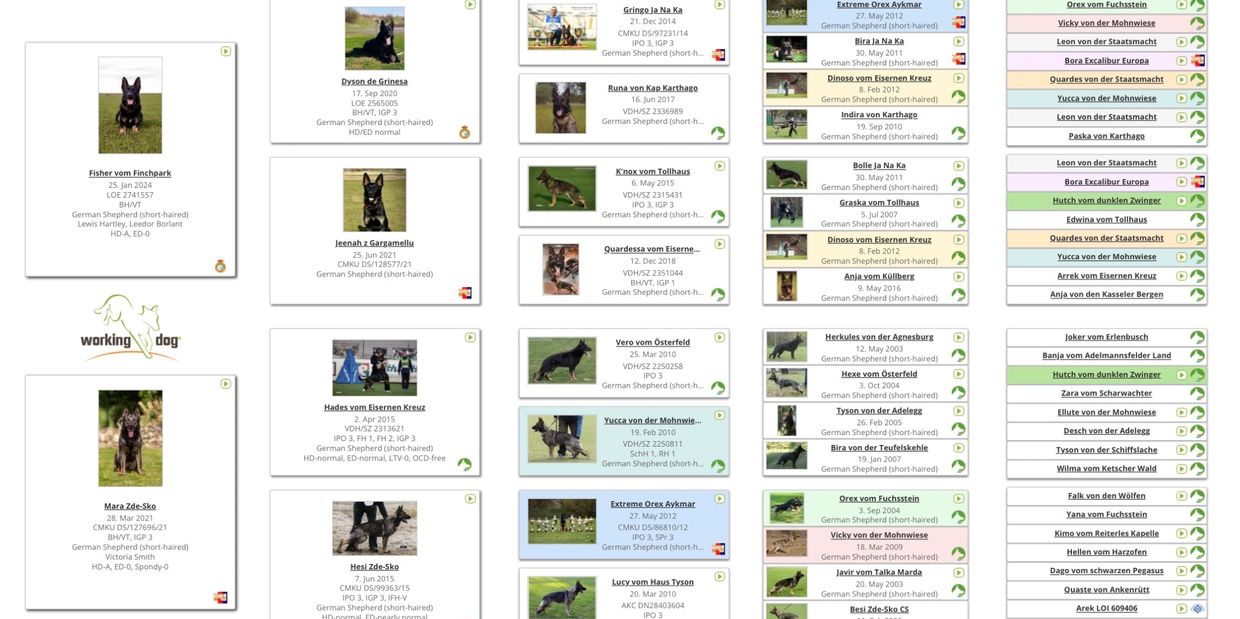 German Shepherd pedigree chart showing lineage details and images.