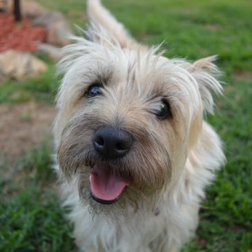 A mascot of Another Canberra Vet, home visit consult veterinarian of Belconnen, Canberra. 