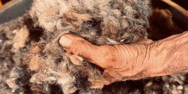 An elderly hand holding raw wool fiber.